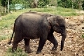 young elephant at camp.jpg